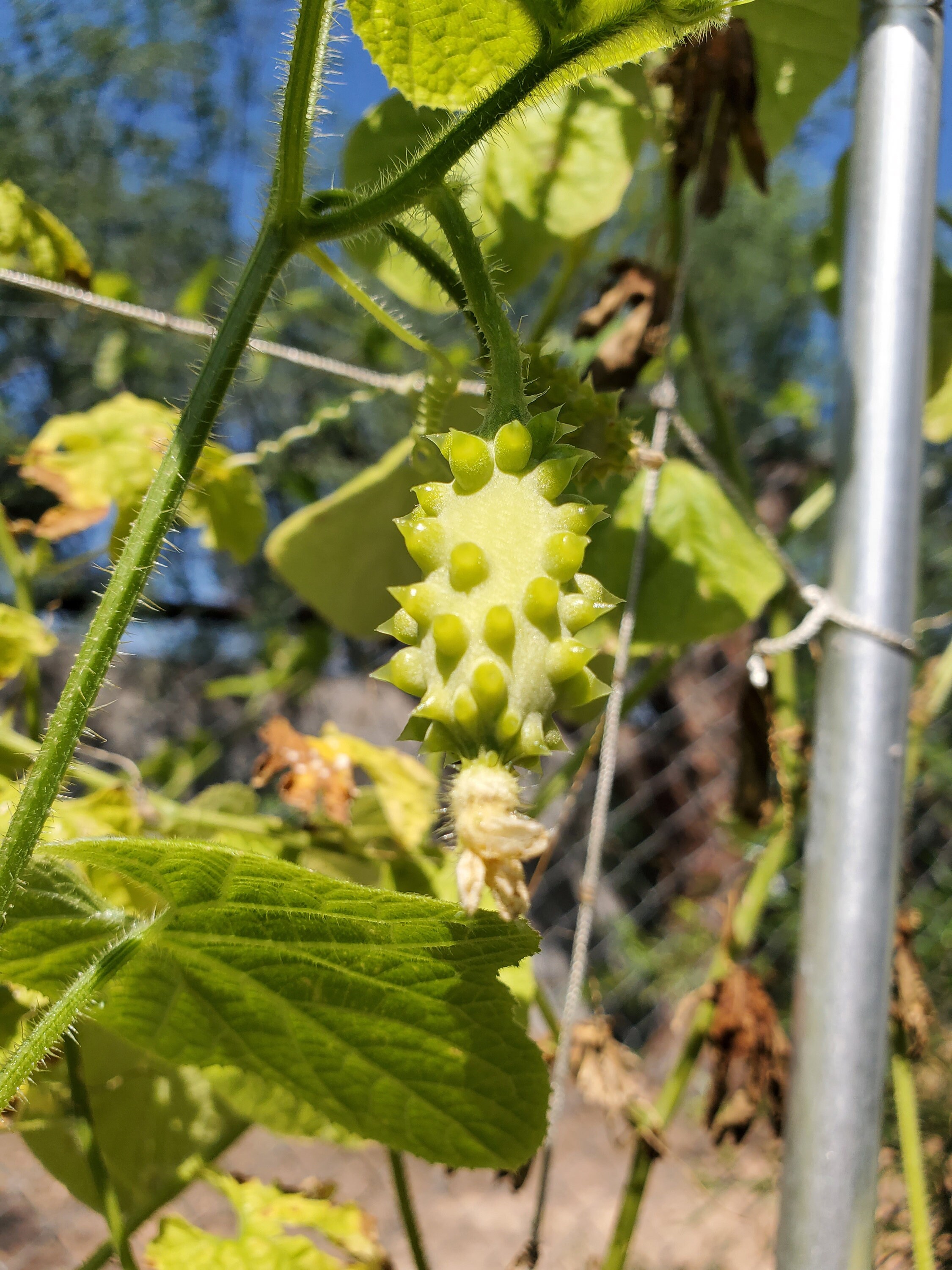 Kiwano Melon Seeds, Jelly Melon, African Horned Melon, Heat Tolerant