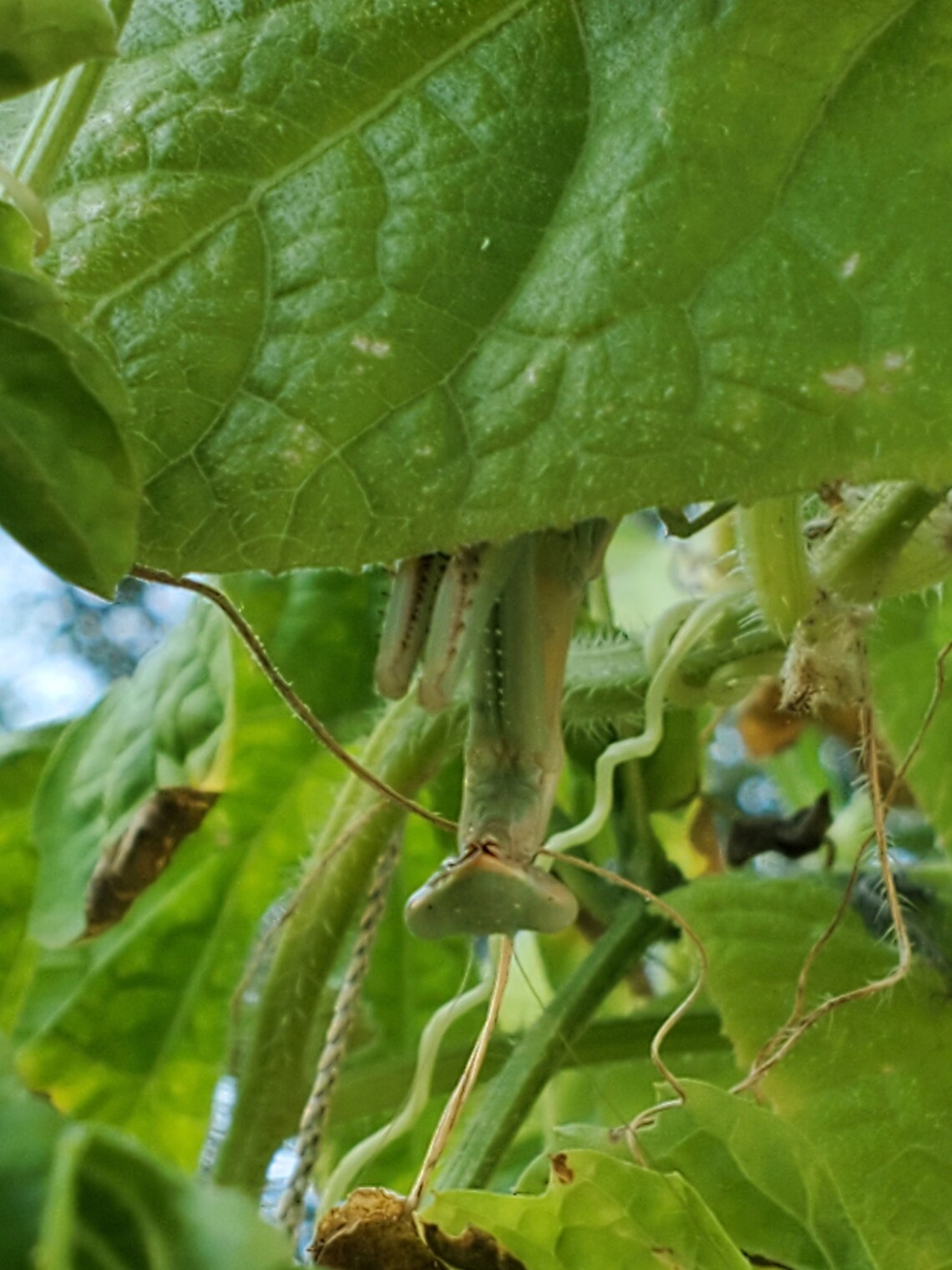 Kiwano Melon Seeds, Jelly Melon, African Horned Melon, Heat Tolerant