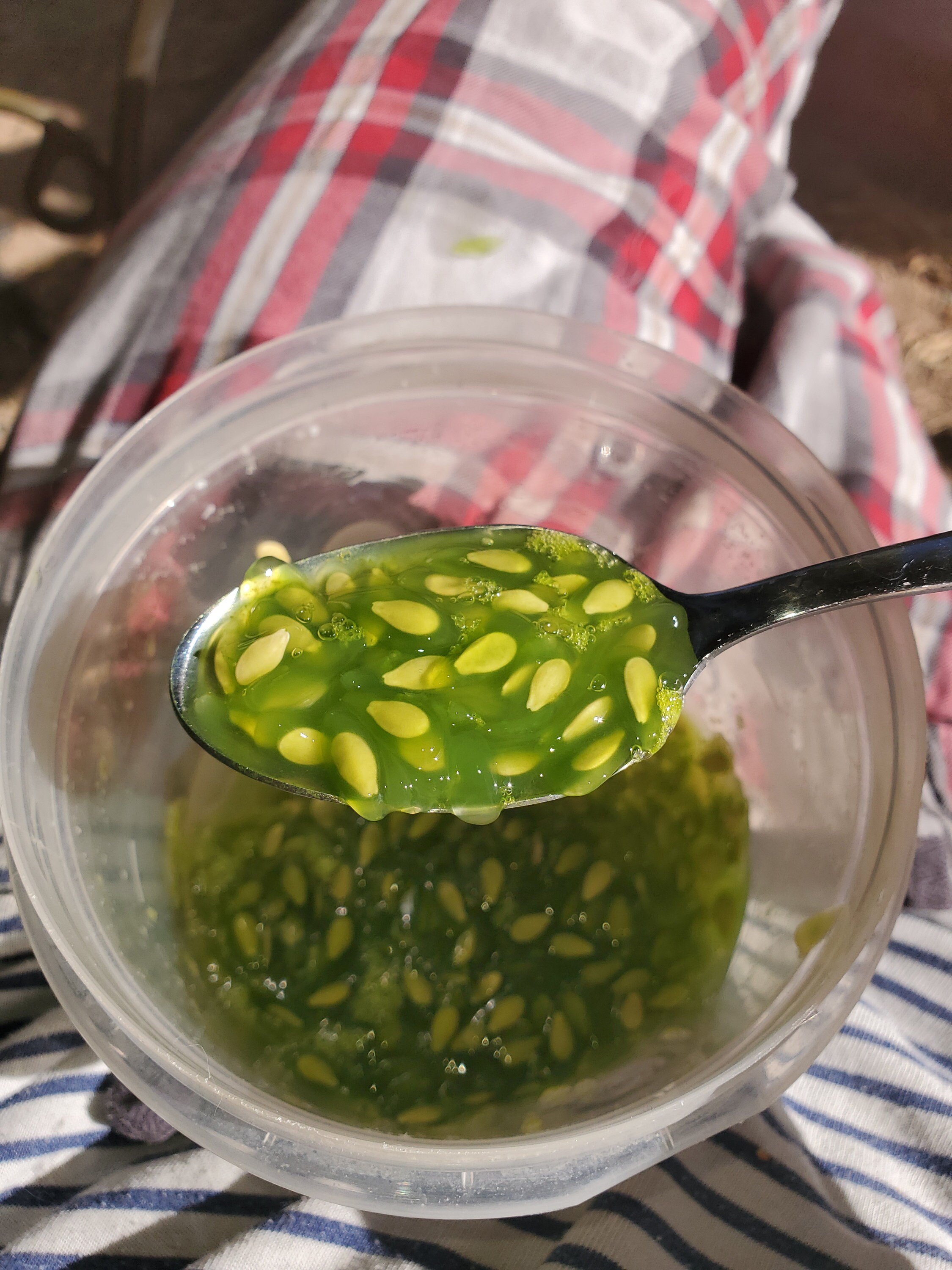 Kiwano Melon Seeds, Jelly Melon, African Horned Melon, Heat Tolerant