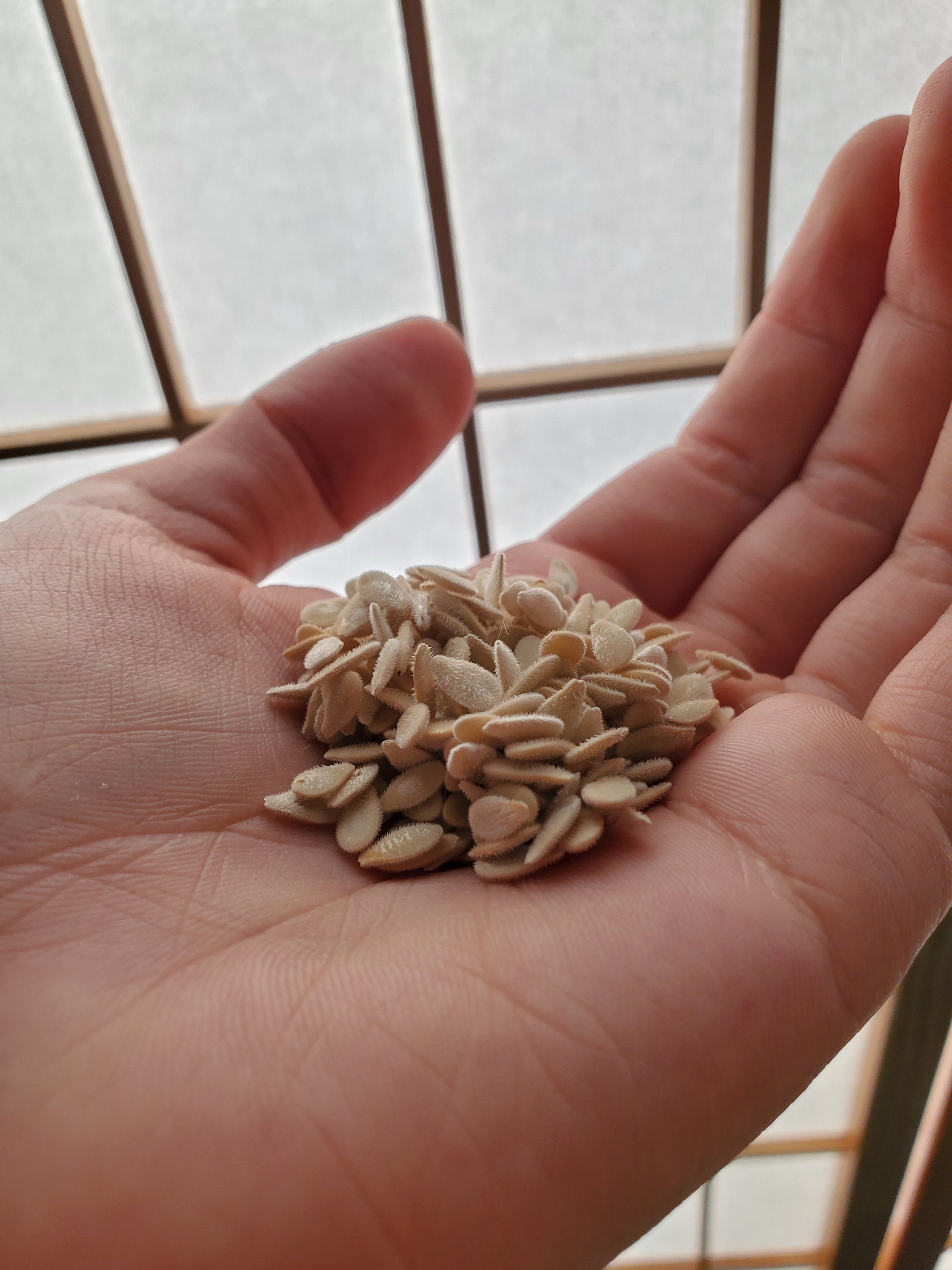 Kiwano Melon Seeds, Jelly Melon, African Horned Melon, Heat Tolerant