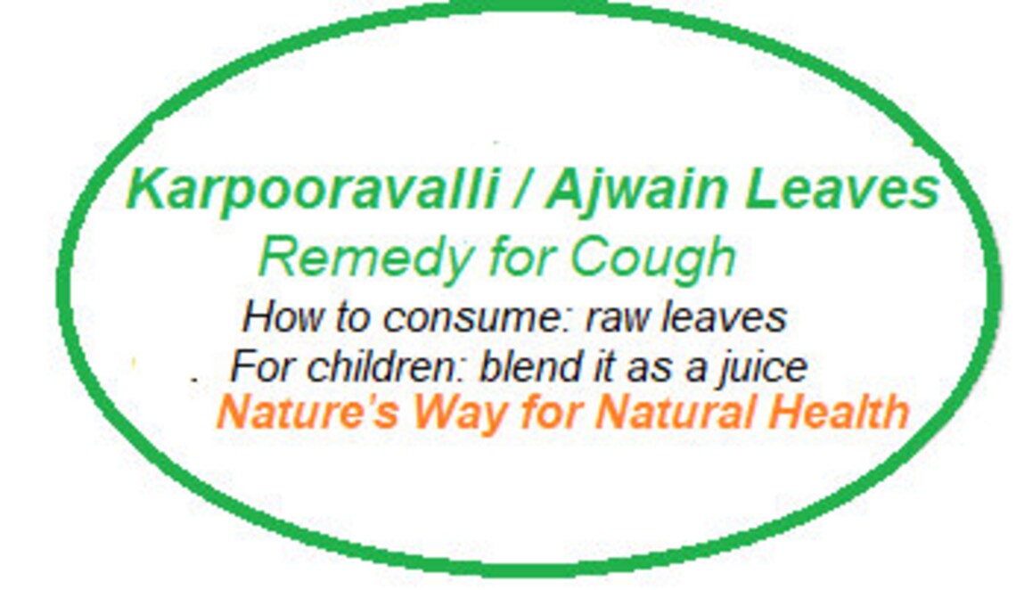 Fresh Karpuravalli/ajwain Leaves of 1 Oz Cure for Cough Etsy