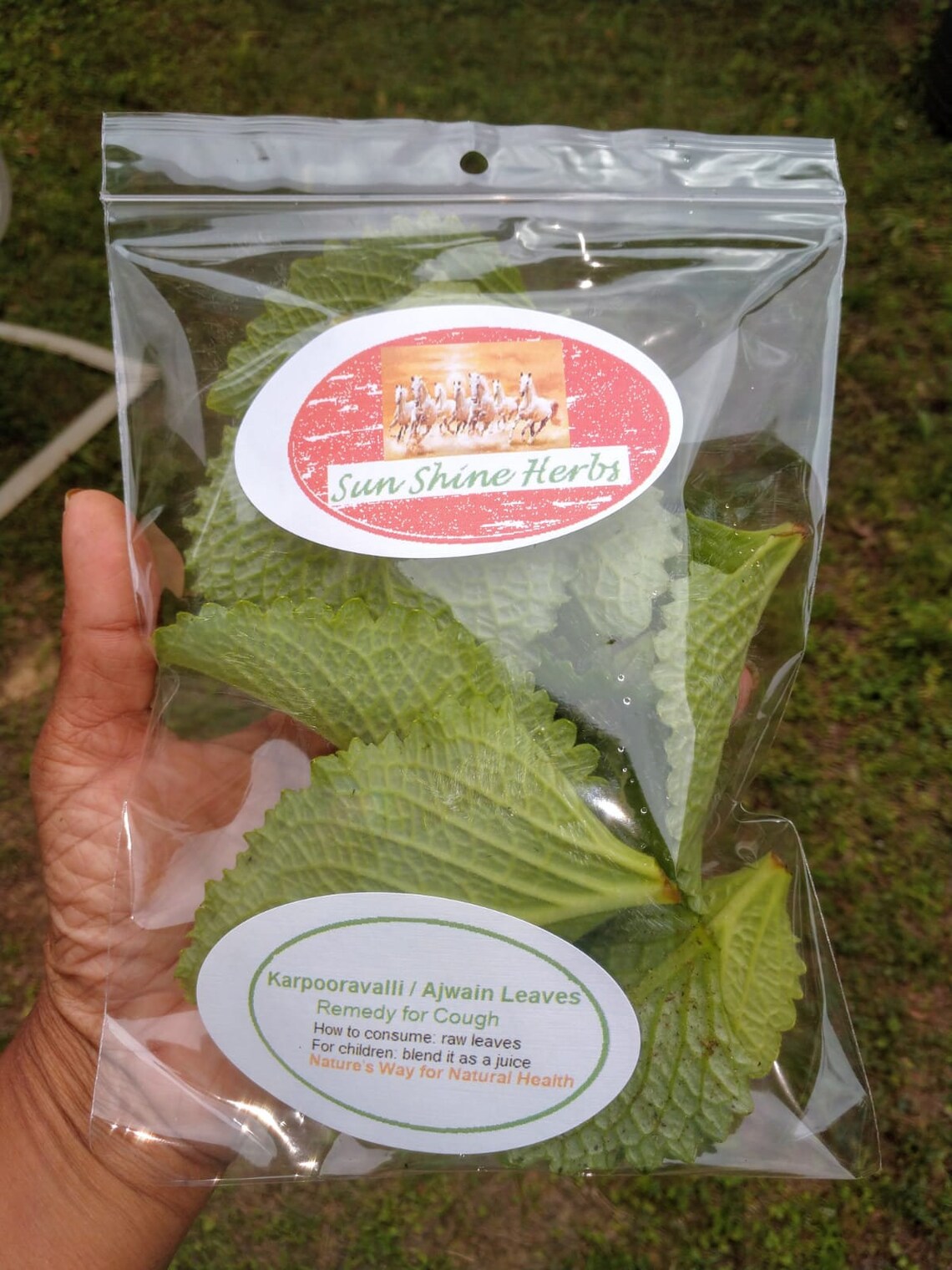 Fresh Karpuravalli/ajwain Leaves of 1 Oz Cure for Cough Etsy UK