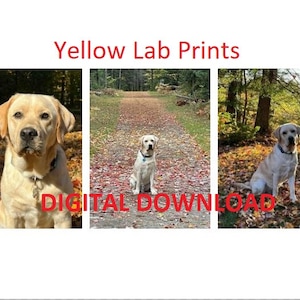 Yellow Labrador Retriever Prints