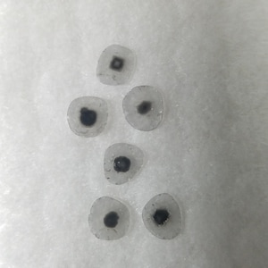 1.06CT (6pcs), 6.5 MM(avg), Natural Salt And Pepper Slice polki Diamond, Black spot Diamond, Antic Diamond, for Jewelry. TRIDEVEXPORT