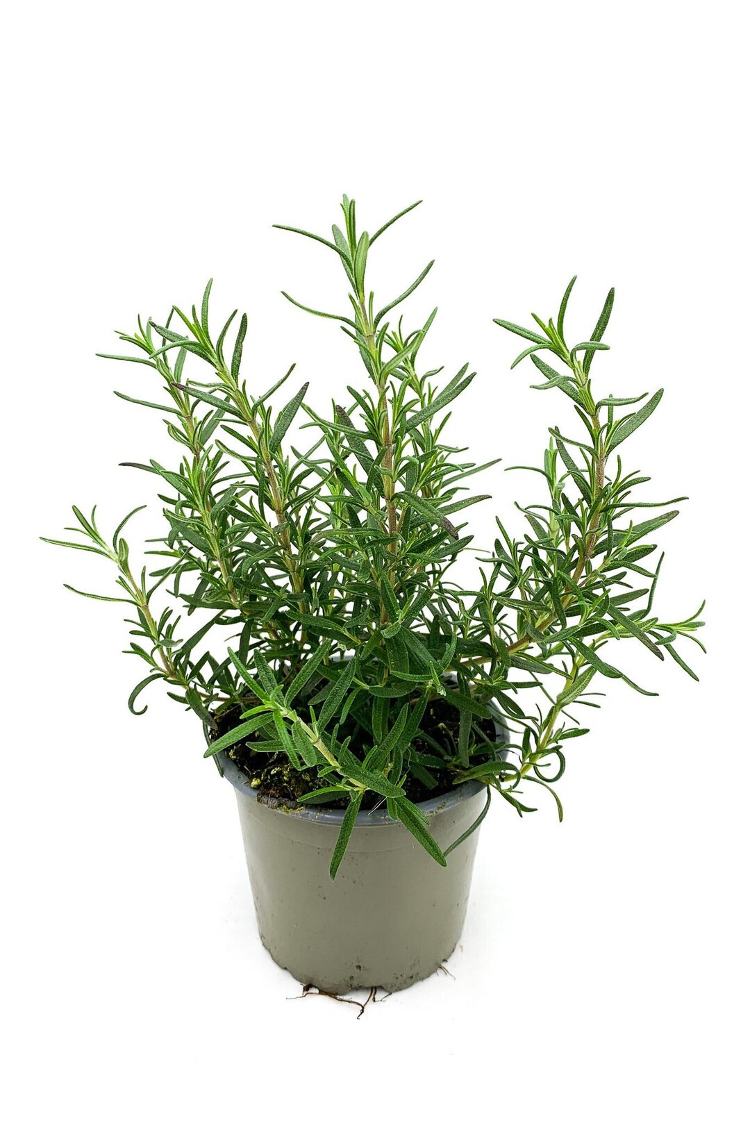 Rosmarin Rosmarin Pflanzen echter Rosmarin Winterhart 12 cm Topf 2