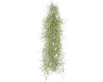 Tillandsia usneoides | Luftpflanze | Zimmerpflanze | Urban Jungel | Zimmerpflanzen indoor | Tillandsien Pflanzen echt | Länge 30 cm |