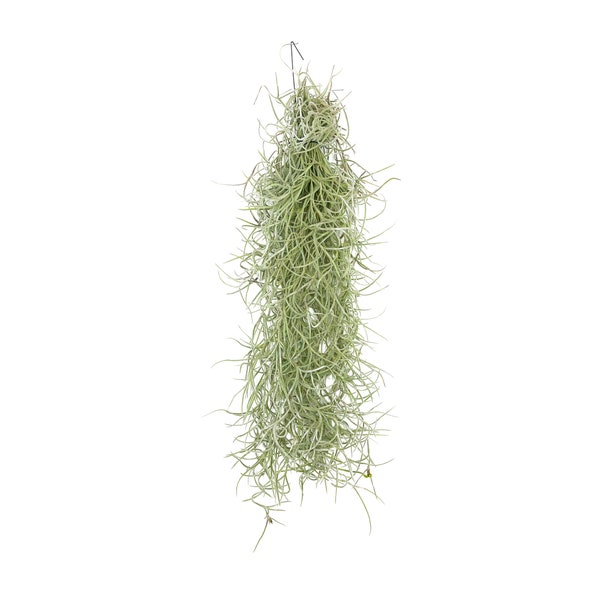Tillandsia usnéoides | plante aérienne | plante d'intérieur | Jungle urbaine | plantes d'intérieur | Plantes de Tillandsia réelles | longueur 30 cm |