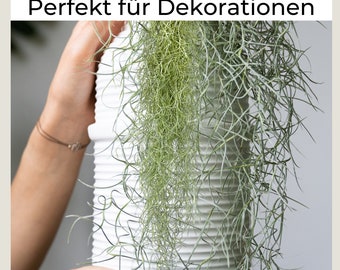 Tillandsia usneoides | Luftpflanze | Zimmerpflanze | Urban Jungel | Zimmerpflanzen indoor | Tillandsien Pflanzen echt | Länge 55-65 cm |