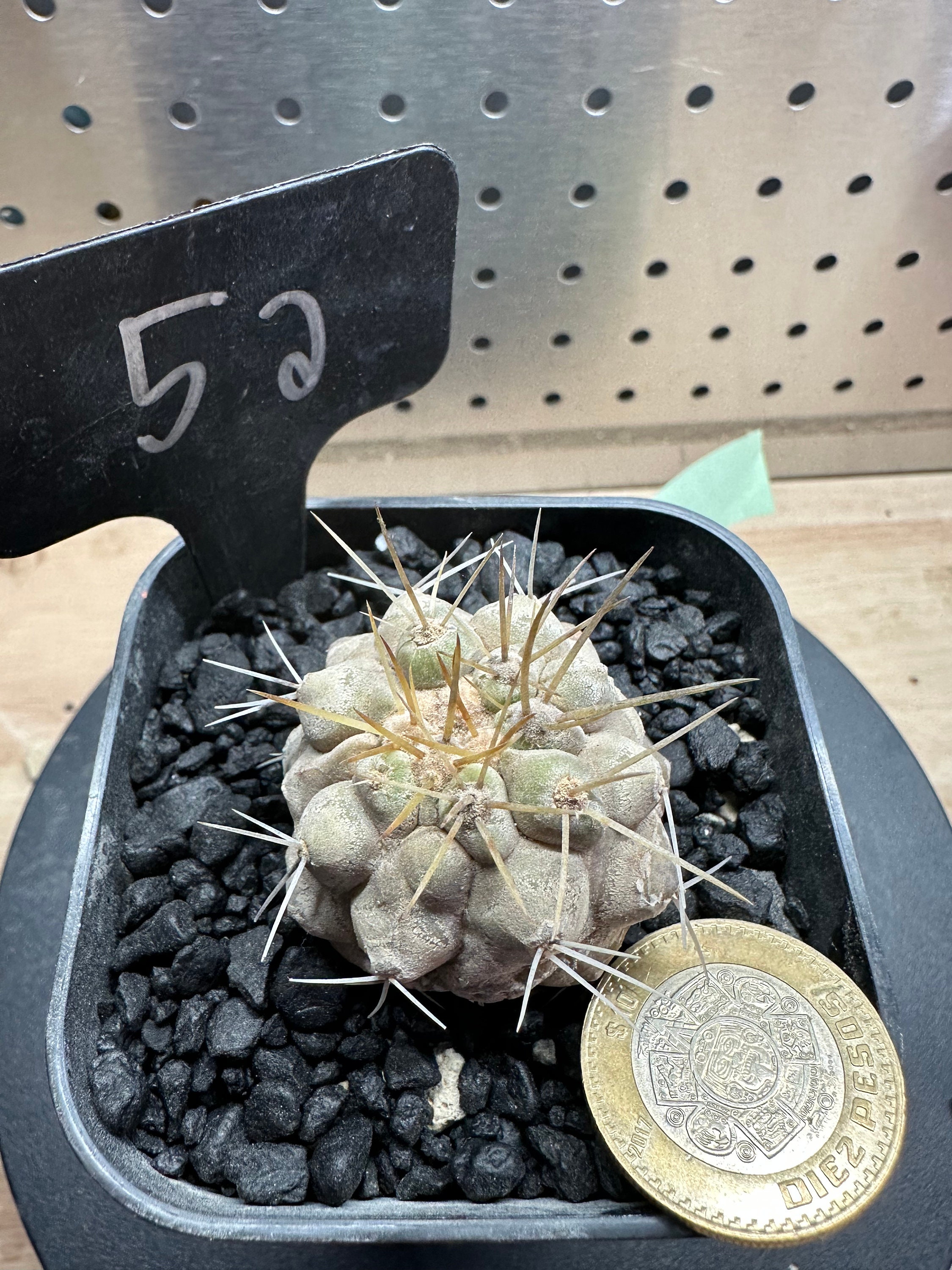 Astrophytum Onzuka - Etsy Astrophytum Onzuka - Etsy