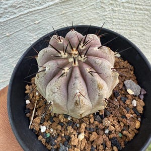 Copiapoa Cinerea