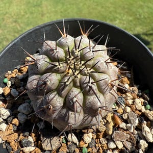 Copiapoa Cinerea Serra Vetata