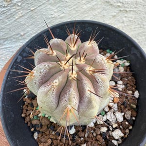 Copiapoa Cinerea Brunispina