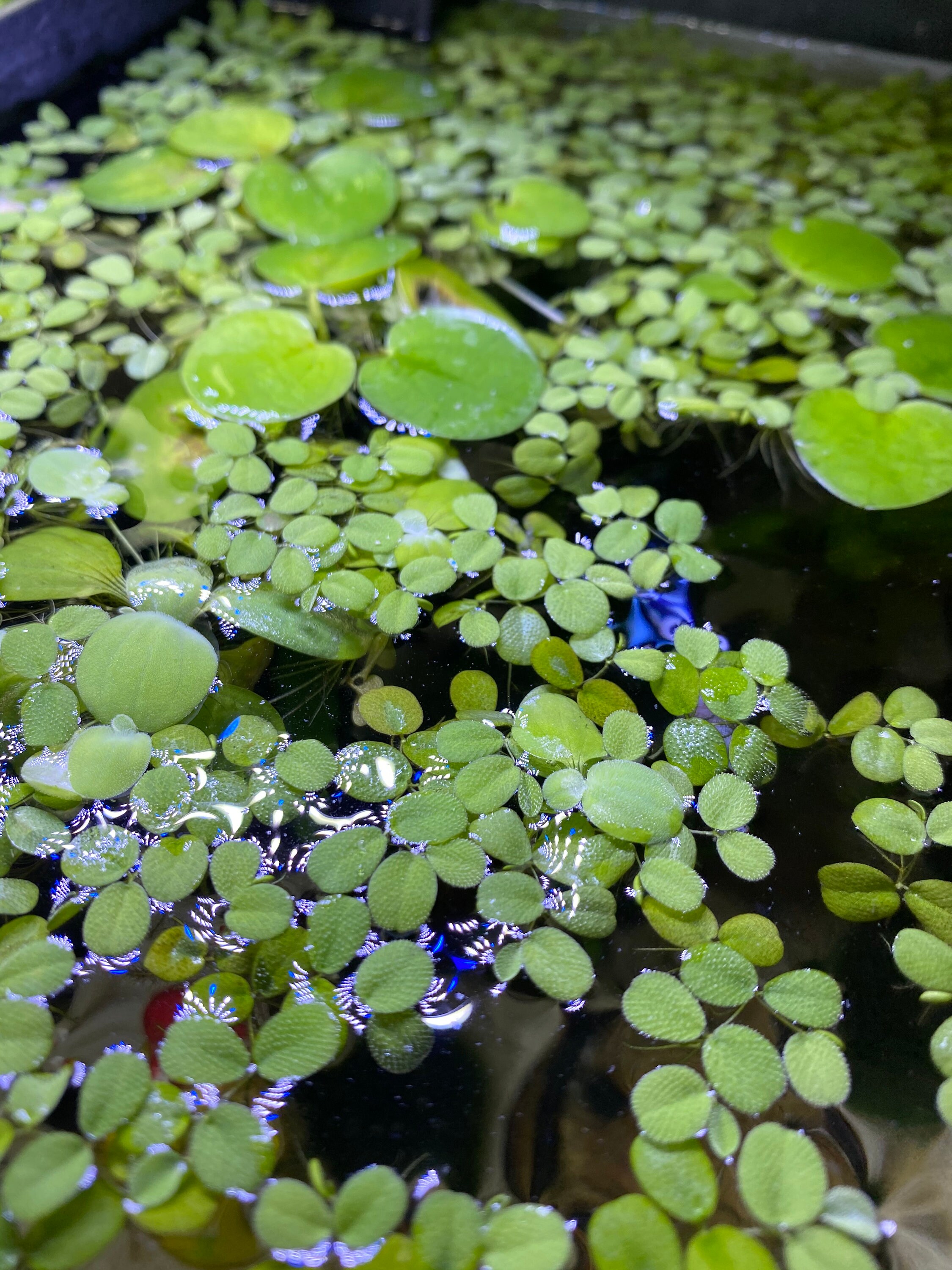 Water Spangles Aquatic Plant for Beginners Salvinia minima Etsy