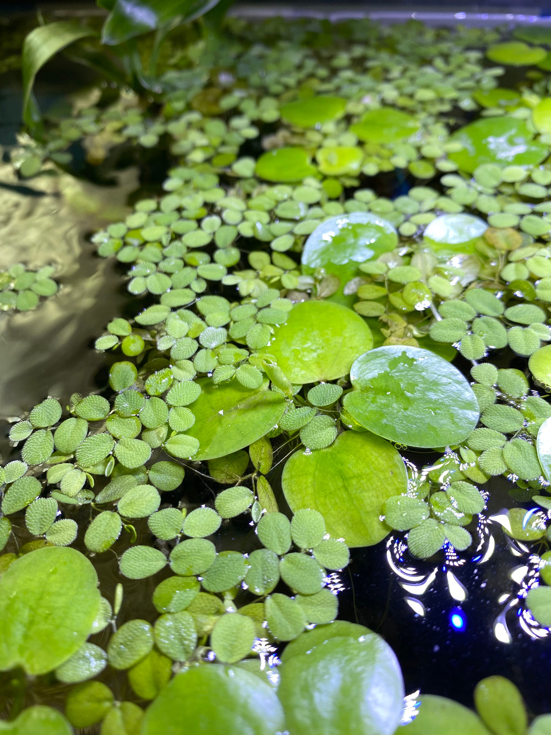 Water Spangles Aquatic Plant for Beginners Salvinia minima