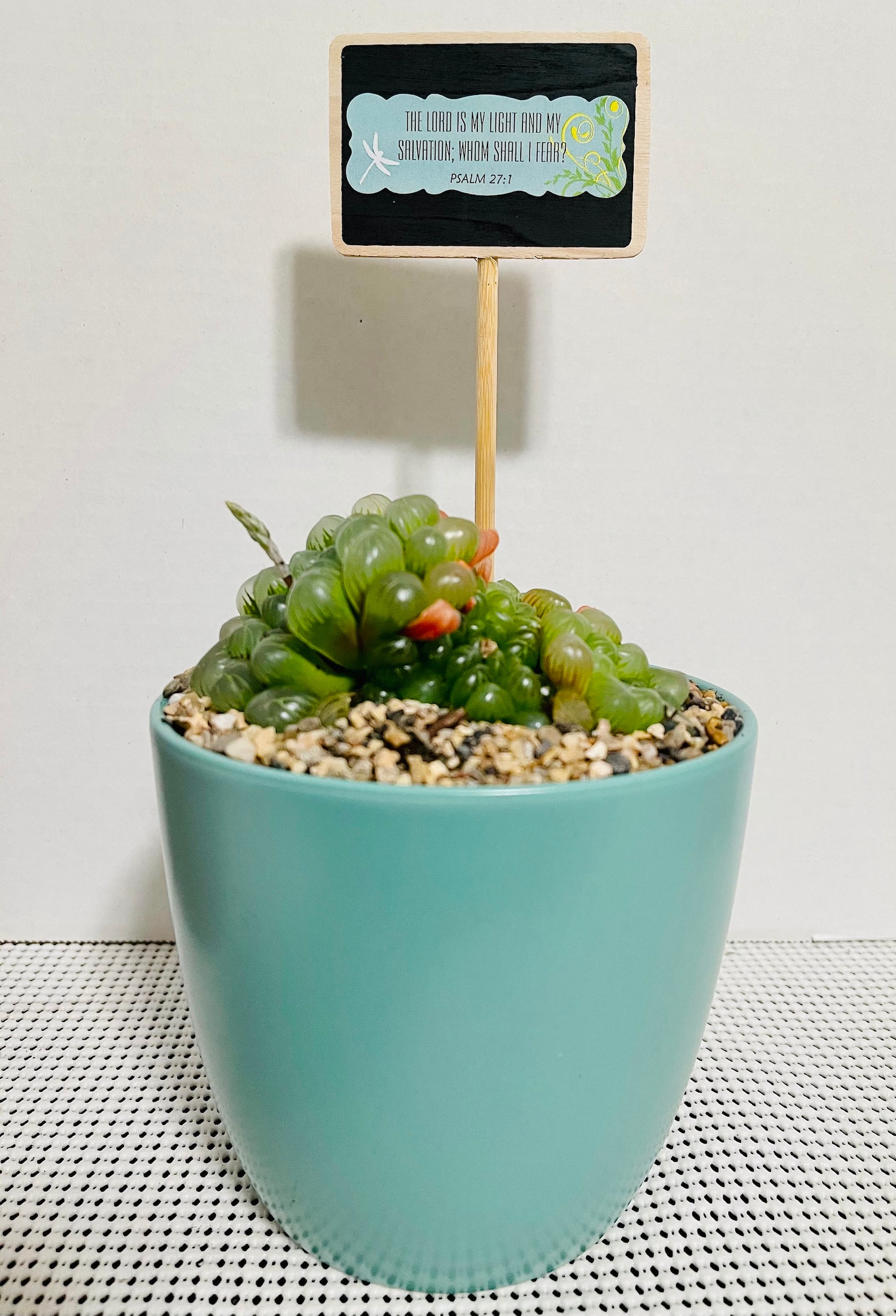 Alien Egg Succulent / Haworthia Cooperi / in vaso ceramico da Etsy