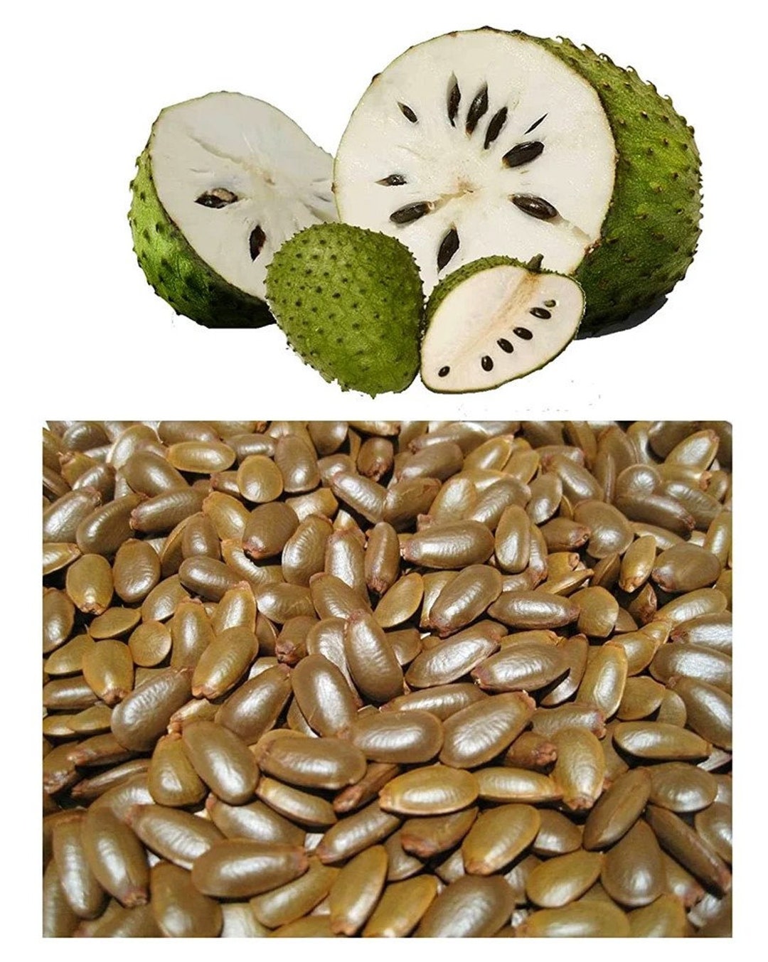 100 graines de corossol Annona muricata pour le jardin - Etsy France