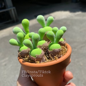 Green Family Bunny Succulents in terracotta pot, Realistic Succulents, Faux Succulents, No gift box - New Design - Mar 2024
