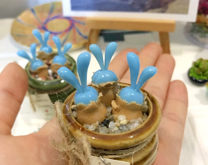 Cách trồng sen đá tai thỏ