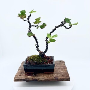 Rare Italian Salad Fig Bonsai  Sicilian Variety (ficus Carica) - Etsy
