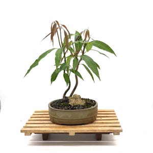 Thai Mango Bonsai Tree: Sweet Yellow Fruit, Artistic Live Plant, Custom Pot