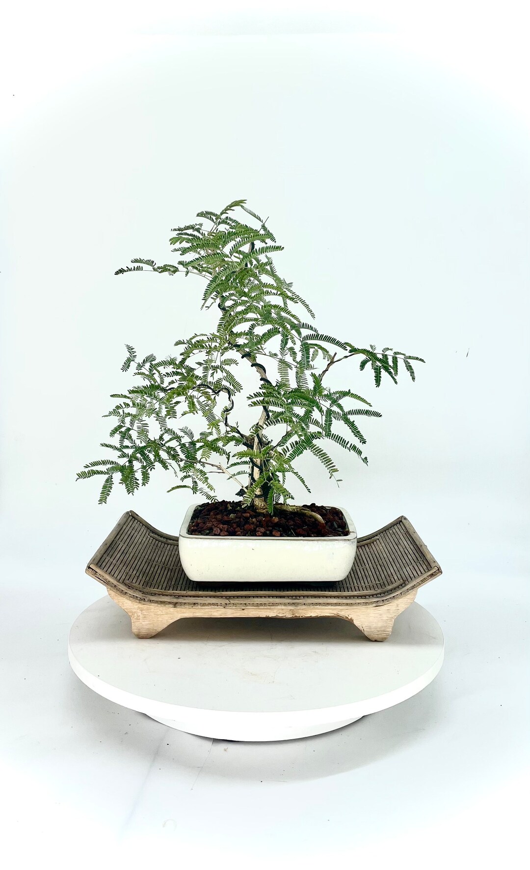 Rabbits Foot Acacia Bonsai Tree natural Maneuver Collection From Cute