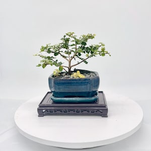 Rare Singapore Holly Bonsai — Styled Miniature Tree in Deep Blue Glazed Pot