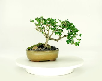 Dwarf Premna  bonsai tree "Air freshener" collection from Cute Little Bonsai, ideal shohin flowering specimen with controllable leaf size