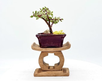 Rare Dwarf Xanadu Philodendron Bonsai Tree "cute and Little" Collection  From Cute Little Bonsai - Etsy