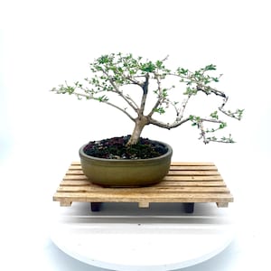Dwarf Premna Microphylla Bonsai Tree, Shohin Style Indoor Live Plant in Glazed Pot