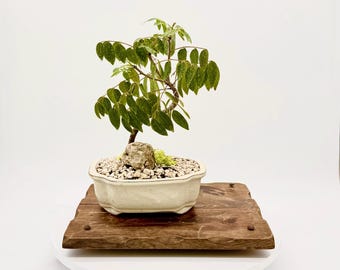 Mugo Pine Bonsai Tree #1 - Etsy