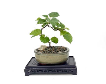 Dwarf Black Mulberry Bonsai Tree: Edible Fruit, Glazed Pot, Trained Specimen
