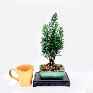 May include: A miniature bonsai tree with green leaves in a turquoise square pot on a black wooden stand. A yellow mug with a curved handle is to the left of the bonsai. The background is white.