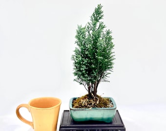 Dwarf Cypress Bonsai Tree Chamaecyparis Bonsai in Glazed Bonsai Pot Miniature Outdoor Evergreen Bonsai Tree