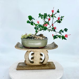 Turks Hat Dwarf Hibiscus Bonsai Tree "relax and Enjoy" Collection From Cute  Little Bonsai - Etsy