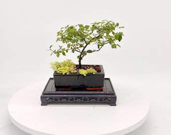 Sageretia Theezans, bonsaï, prune douce chinoise, bonsaï, intérieur, extérieur, fait main, style