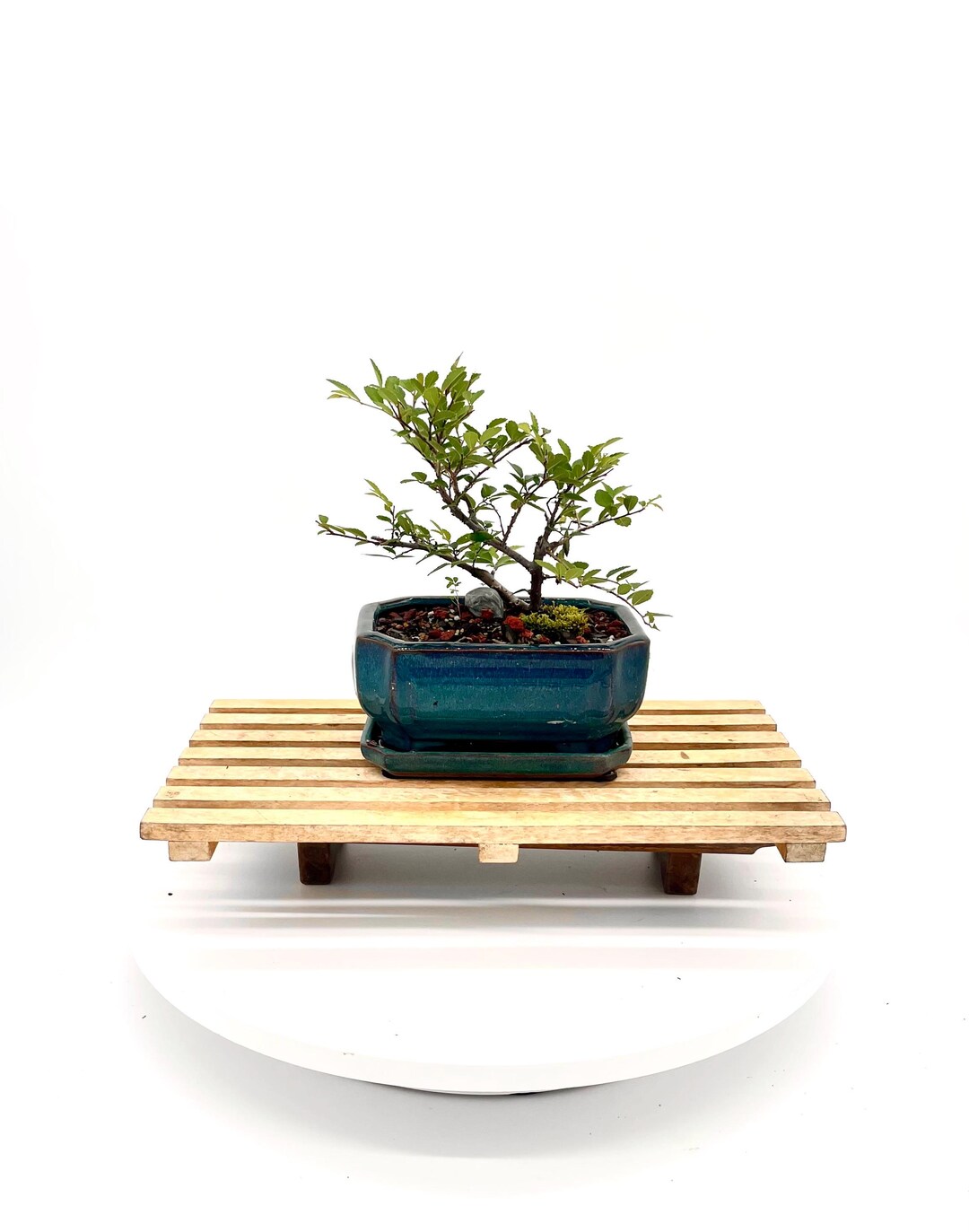 Caitlin Elm Bonsai Tree, Twin Trunk With Small Foliage - Etsy
