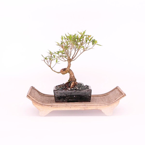 Willow Bonsai Tree Etsy