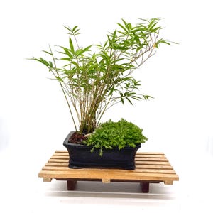 May include: A potted bamboo plant with slender green leaves and thin stalks, paired with a low-growing green ground cover in a rectangular black ceramic container, resting on a light-colored wooden slatted display stand with small legs.