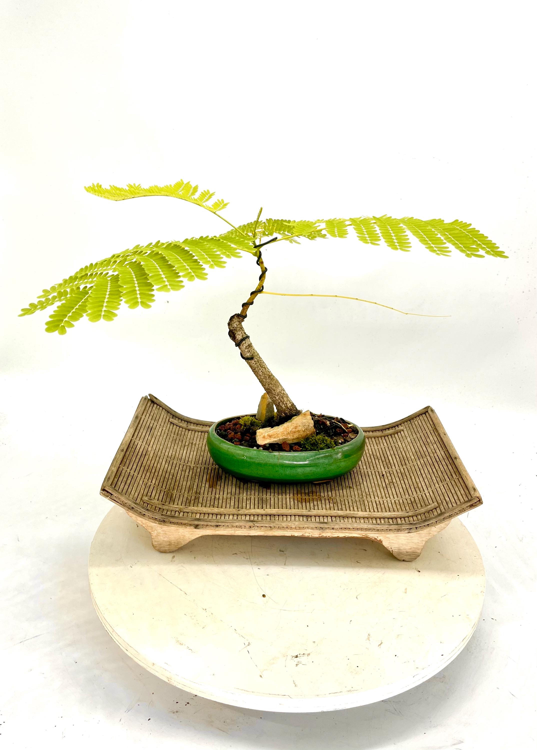 Flamboyant Poinciana bonsai tree "Boriqua" collection from Cute Little Bonsai