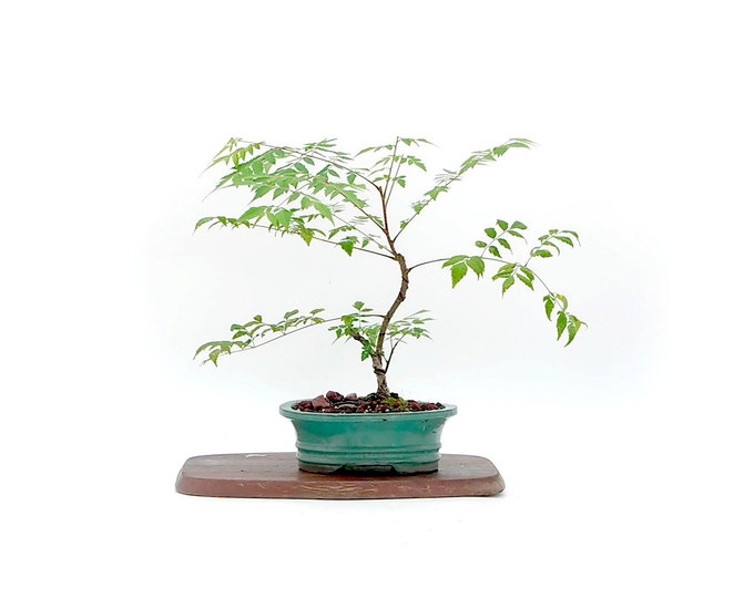 Korean Golden Rain Tree Bonsai Tree mentalhealth Tool Collection From