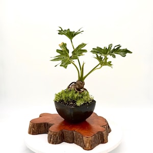 Xanadu Bonsai - Etsy