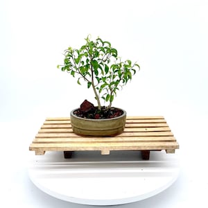 Ficus &quot;TooLittle&quot; (rare) pre bonsai tree &quot;Pet for life&quot; collection from Cute Little Bonsai