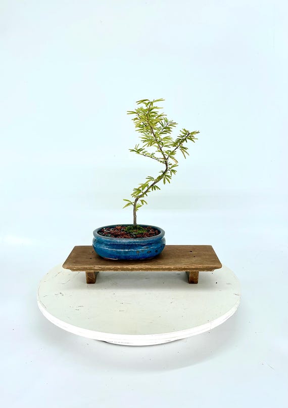 Japanese Powder Puff Bonsai Tree, Glazed Pot - "Kyoto Zen"