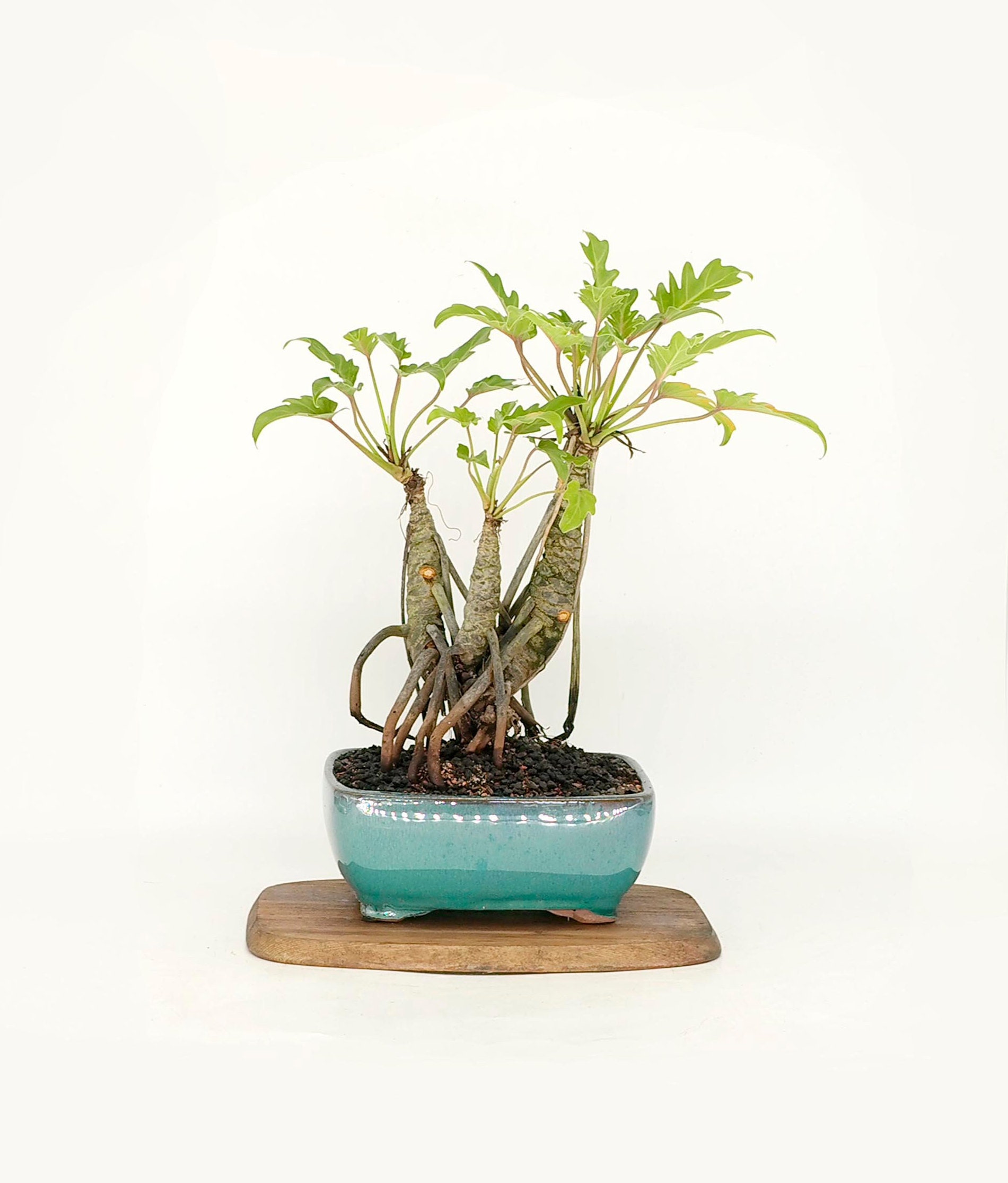 substrat bonsai ficus Bonsai Ficus Retusa XL (forma S)  Secret Garden Plant Shop