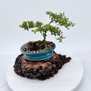 May include: A small bonsai tree with vibrant green leaves in a teal ceramic pot. The pot sits on a textured, dark brown wooden base, presented on a white circular platform. The bonsai is a miniature tree, a symbol of tranquility.