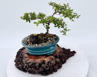 Bonsai Spiny Black Olive - Potted (ACTUAL PHOTOS) - Etsy