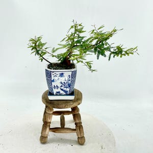 May include: A bonsai tree in a square blue and white ceramic pot with a landscape design. The bonsai is on a small, round, wooden stool. The tree has green leaves and branches.