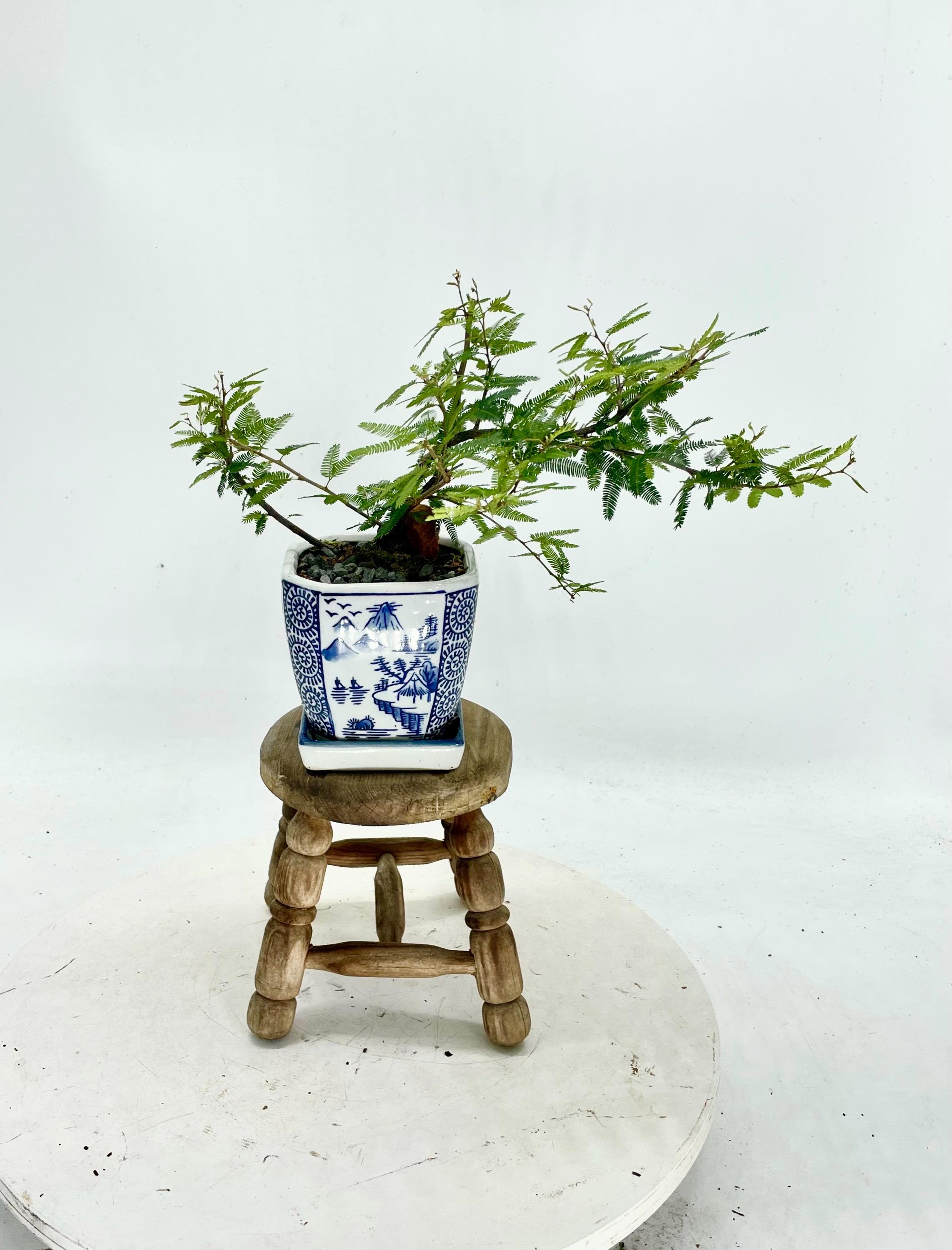 where to buy peace lily Peace lily – Treevayu