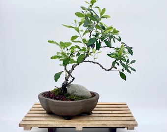 organischer dünger für bonsai Purgrün Bonsai-Dünger 1 Liter