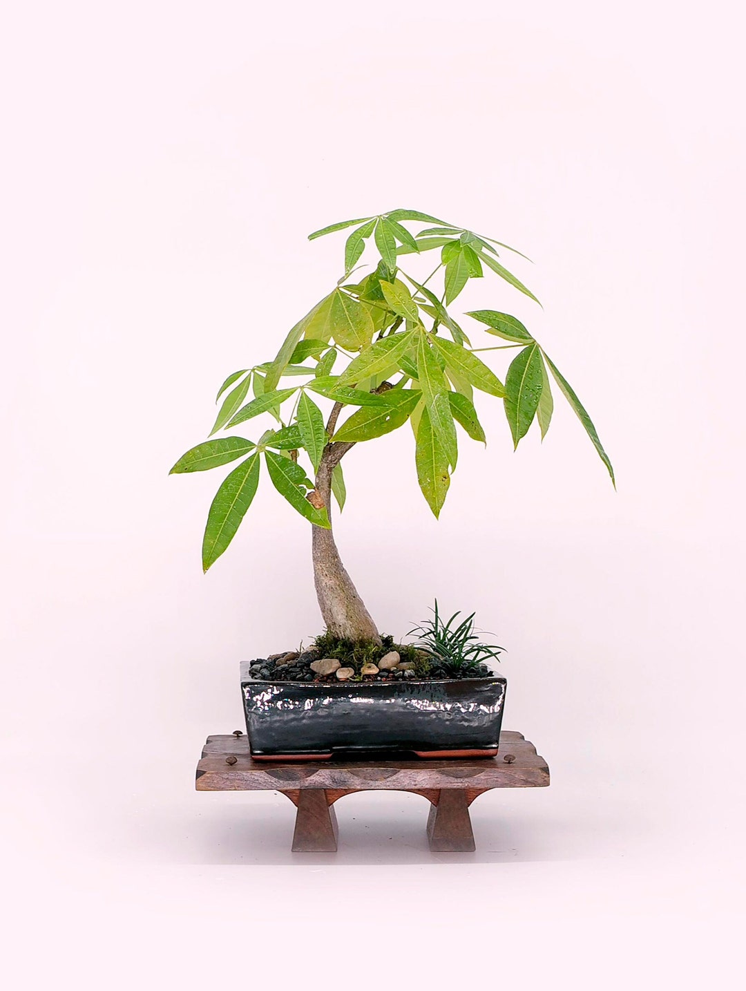 Money Tree Bonsai Tree exotics Collection From Cute Little Bonsai Etsy